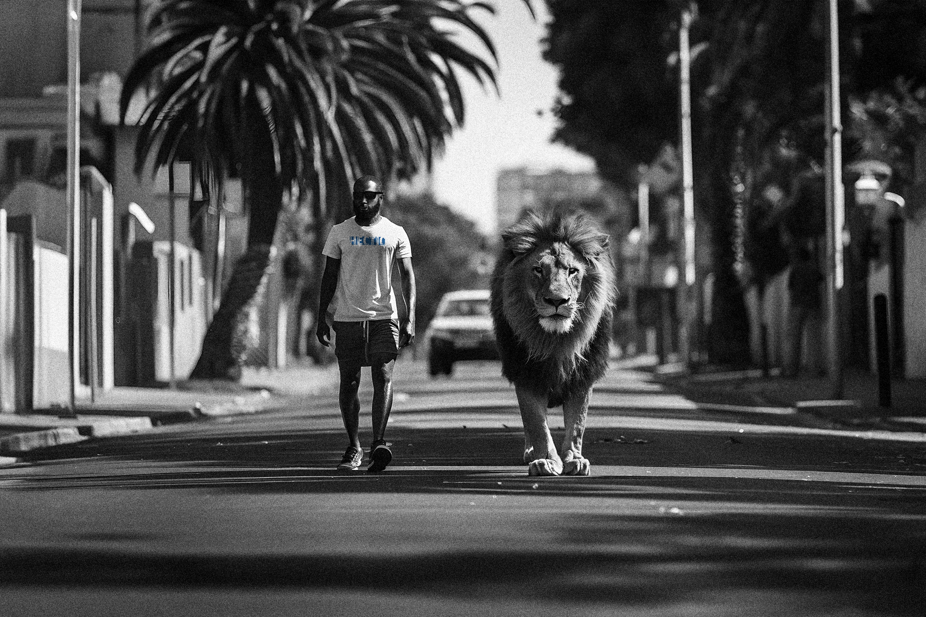 A man wearing a "Hectic" Lions Roam T-shirt walks alongside a lion through the streets of Cape Town.